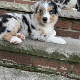 Australian Shepherd Puppies from Caramel Bliss Aussies - NJ NYC