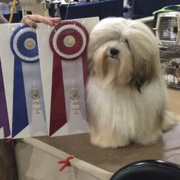 DANDY - Havanese
