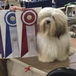 DANDY - Havanese