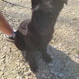 Brown Collar Male - Black male German Shepherd puppy in Cadet, Missouri from Working Valley Shepherds