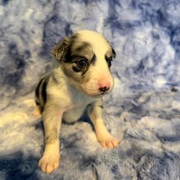 Zoey - Blue merle female Border Collie puppy in Decatur, Alabama from Phantom Border Collies