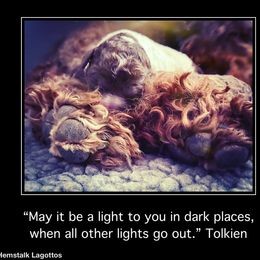 Lagotto Romagnolo Puppies from Anna’s Lagottos