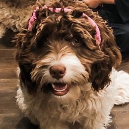 Puddles - Australian Labradoodle
