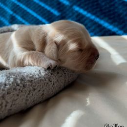 Sally - no collar - Golden female Golden Retriever puppy in Amherst, Virginia from Clearvu Kennels