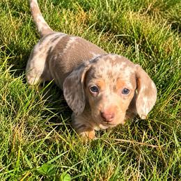 Charlie - Dapple male Dachshund puppy in Cottage Grove, Oregon from Freckled Roots Farm Dachshunds