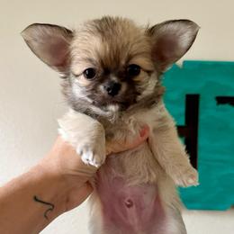 Bubby - Fawn male Chihuahua puppy in Spring Hill, Florida from Stardom Chihuahuas & CKCS