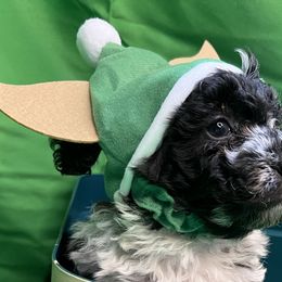Poodle and Schnoodle Puppies from Royal Crown Keeper LTD
