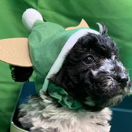 Poodle and Schnoodle Puppies from Royal Crown Keeper LTD