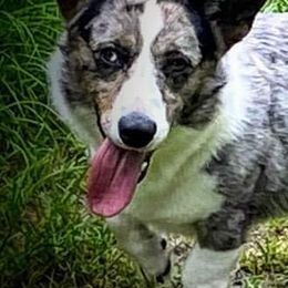 American Corgis, Cardigan Welsh Corgis, and Pembroke Welsh Corgis from Coopers Korner