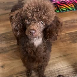 Kissy - Poodle