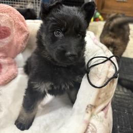 1st pick- Black and tan male - Black and tan male German Shepherd puppy in Berlin, Wisconsin from Gypsy Miracle Kennels