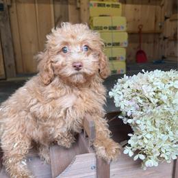 Garrett - Apricot male Cavapoo puppy in Bozrah, Connecticut from Cedar Creek Farms