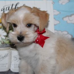 Boy 4 - male Miniature Schnauzer puppy in Gary, Texas from Beards Little Schnauzers