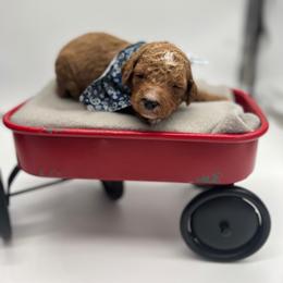 Poodle Puppies from Ruby’s Southern Doodles and Poodles