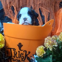 Girl 3 - Brindle female Boxer puppy in Pikeville, Kentucky from Boxers of Whispered Wishes