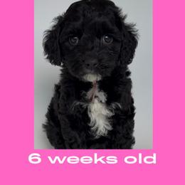 Rachel - pink collar - Black female Labradoodle puppy in Beavercreek, Oregon from Auburn Sky Labradoodles