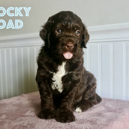 Rocky Road - Chocolate male Goldendoodle puppy in Taylorsville, North Carolina from Heartfelt Doodles