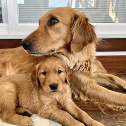 Golden Retriever Puppies from St. Croix Golden Retrievers