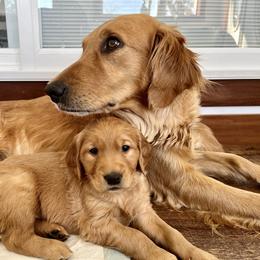 Golden Retriever Puppies from St. Croix Golden Retrievers