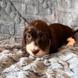 Grey Collar Female - Piebald female Dachshund puppy in Tennessee from Garage Door Kennels