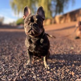 Versace - French Bulldog