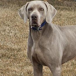 Vlad - Weimaraner