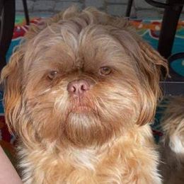 Shih Tzus from Linda Denman