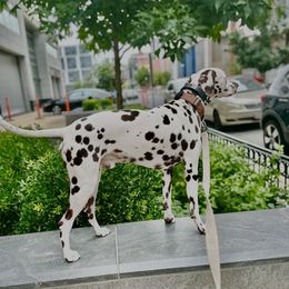 Dallas - Dalmatian