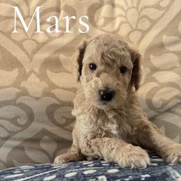 Mars - Cream male Poodle puppy in St Augustine, Florida from St. Augustine Poodles