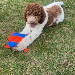 Bernedoodle and Goldendoodle All Grown Up from A.N.A. Doodles