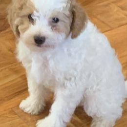 Oliver - Apricot male Poodle puppy in Elverta, California from Silveracepoodles