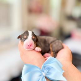 Ash Ketchum - Merle male Bernedoodle puppy in Ontario, California from Teddy Doodles & Standard Poodles