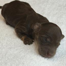 Dakota - Chocolate and cream female Dachshund puppy in Fayetteville, North Carolina from RRD