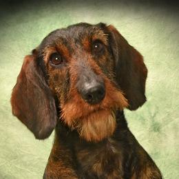Moxie - Dachshund