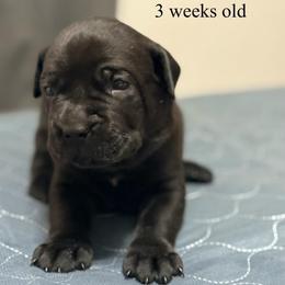 Red Collar - Black female Cane Corso puppy in Sullivan, Missouri from Midwest Cane Corso in Action