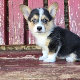 Rosie - Black and tan female Pembroke Welsh Corgi puppy in Anton, Texas from X Bar's Lil Legs of Texas