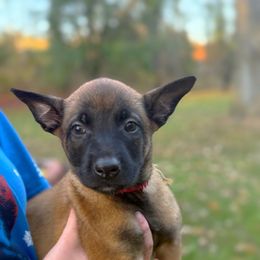 Havoc - Red male Belgian Malinois puppy in Linwood, Michigan from Gillis Malinois LLC