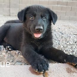 German Shepherd Puppies from Shepherds of Anarchy