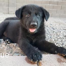 German Shepherd Puppies from Shepherds of Anarchy