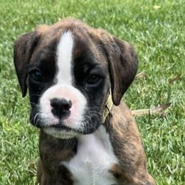 Boxers from Firehouse Kennel