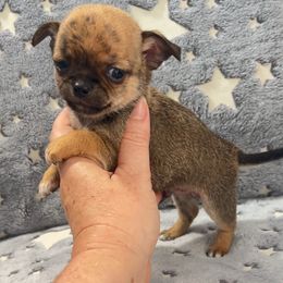 Brindle 1 - Blue brindled fawn male Chihuahua puppy in Orlando, Florida from iLuvChihuahuas