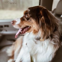 Australian Shepherd All Grown Up from K&A Farms