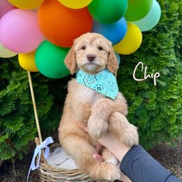 Chip - Apricot male Goldendoodle puppy in Waterford, Michigan from Oh My Doodness!
