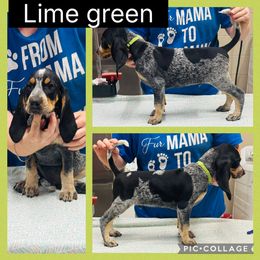 Lime - Blue ticked and tan male Bluetick Coonhound puppy in Cherryville, North Carolina from Evenstar-WesRidge Bluetick Hounds