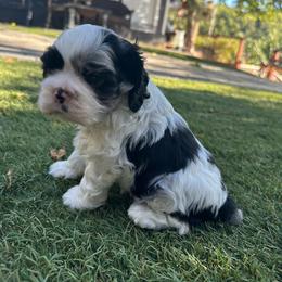 Blue - Black white and tan male Cocker Spaniel puppy in Hayward, California from Villa Coco