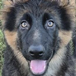 German Shepherds from H&R Shepherds