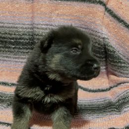 Belgian Malinois and German Shepherd Puppies from Abenteurer German Shepherds & Belgian Malinois