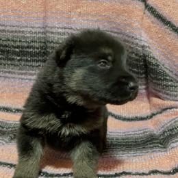 Belgian Malinois and German Shepherd Puppies from Abenteurer German Shepherds & Belgian Malinois