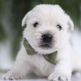 Forest - White male West Highland White Terrier puppy in Mount Joy, Pennsylvania from K&M Kennel