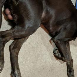 Labrador Retrievers from DeBruin Labrador Retrievers